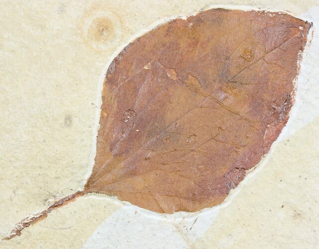 Paleocene Fossil Leaf (Ficus) - Montana #56206